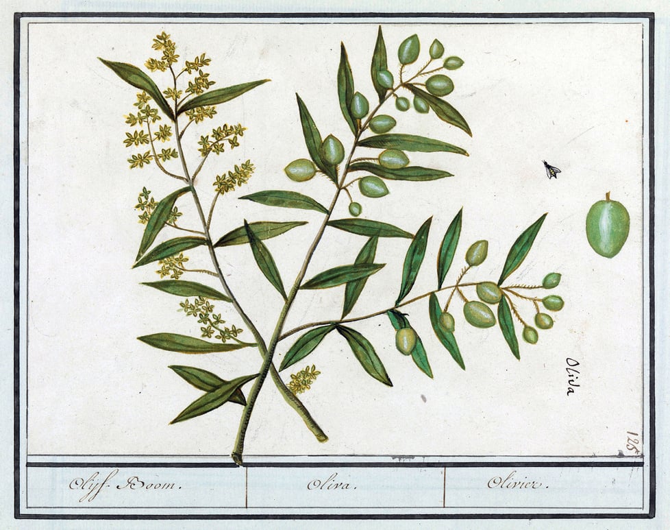 Olive (Olea europaea), Courtesy of Rijksmuseum, Europeana.